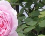 pink-rose-160-120