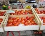 tomatenkiste-160-120